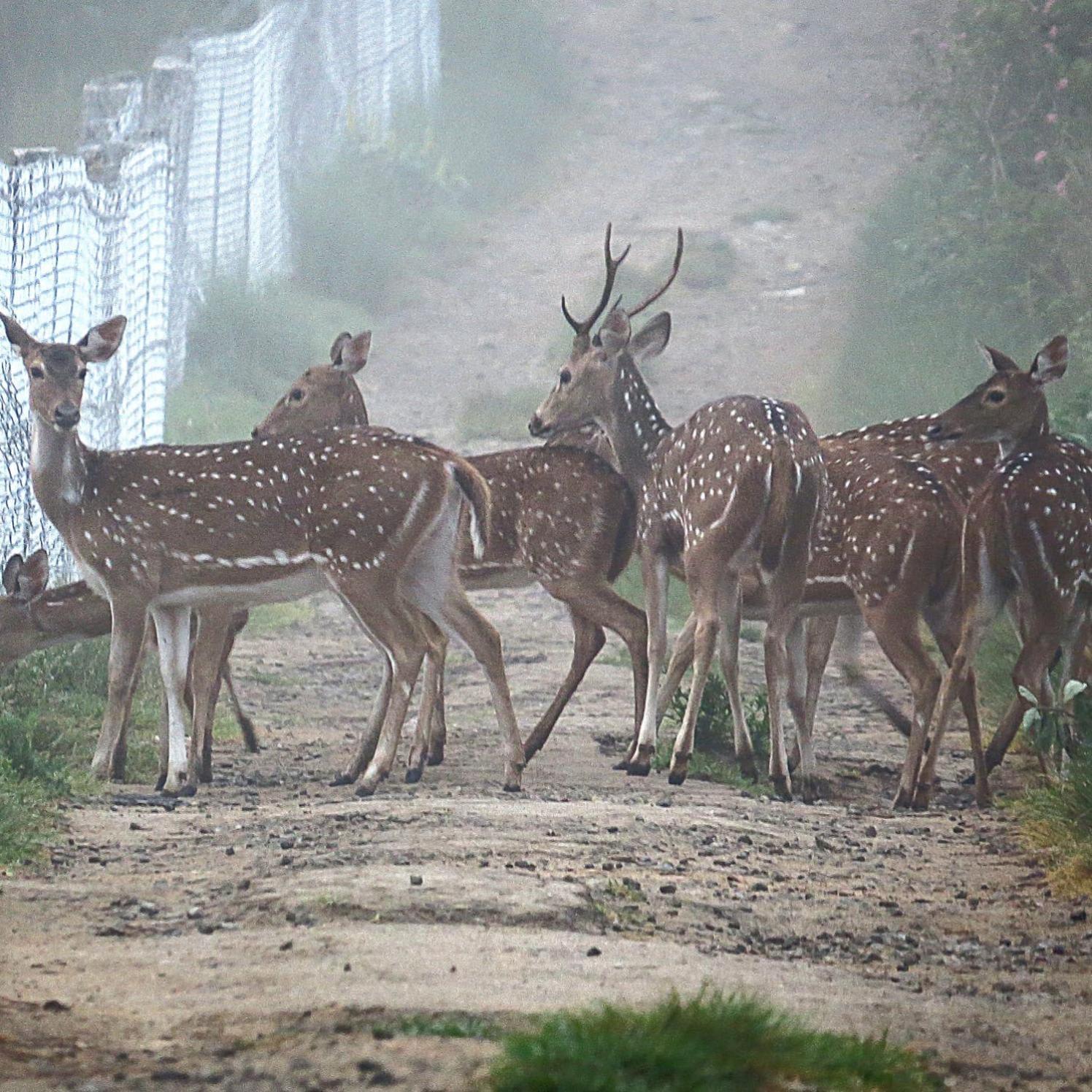 The Deer Meadows Villa Mudumalai Luaran gambar