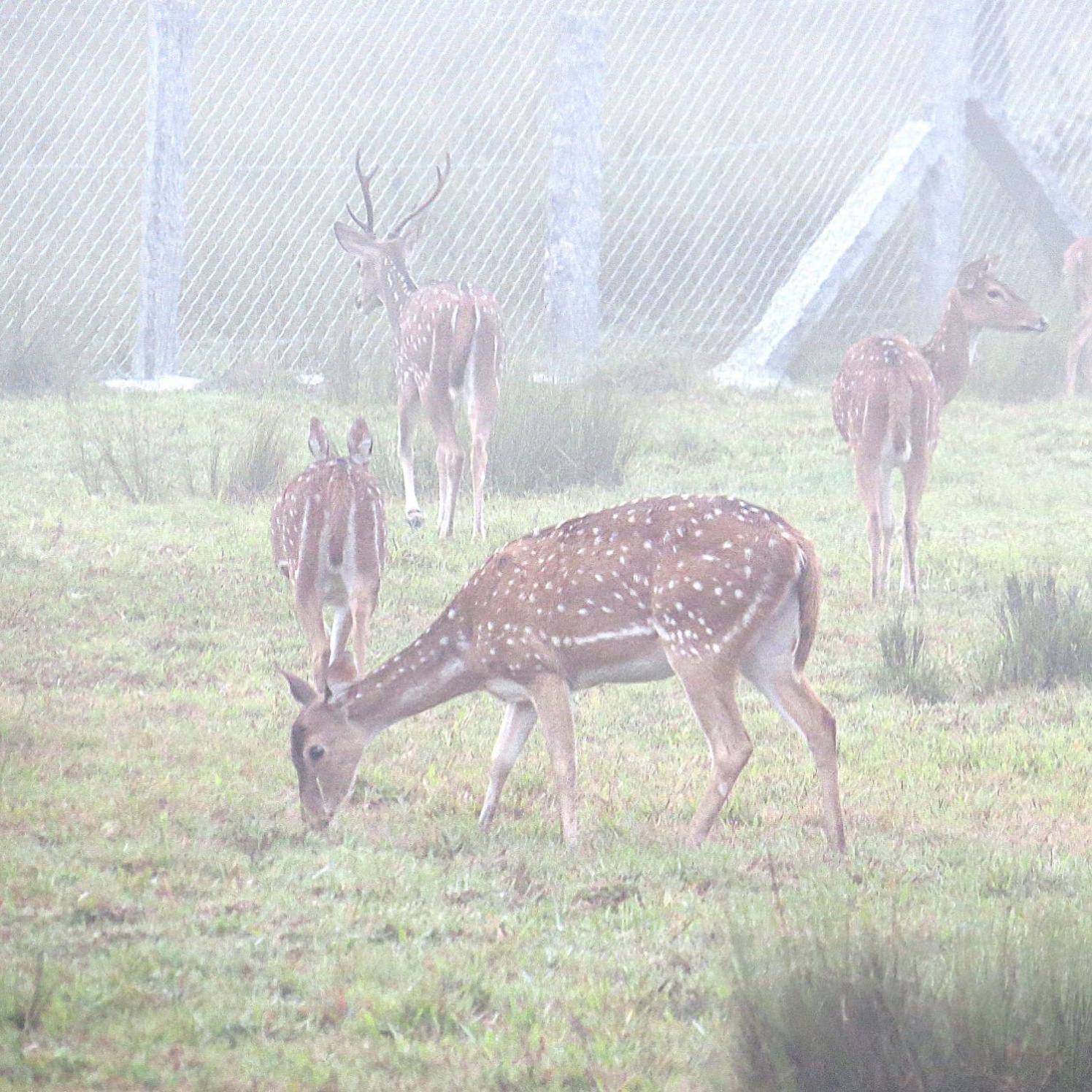 The Deer Meadows Villa Mudumalai Luaran gambar