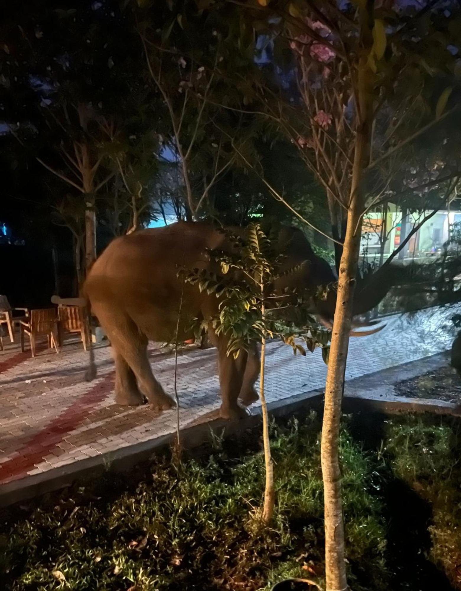 The Deer Meadows Villa Mudumalai Luaran gambar